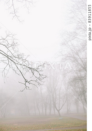 mysterious scene of autumn nature in the foggy morning, moody misty forest  83911855