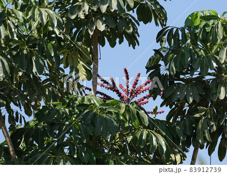 Flowering Umbrella tree Schefflera arboreal (Latin - Schefflera arboricola) Flowering Umbrella tree Schefflera arboreal (Latin - Schefflera arboricola) 83912739