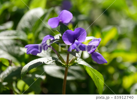 Brazilian Snapdragon (lat.- Otacanthus caeruleus) 83912740