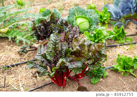 Drip irrigation system Drip irrigation system 83912755