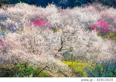 梅林 満開の梅の花 (東京都八王子市 高尾梅郷 木下沢梅林) 梅林 満開の梅の花 (東京都八王子市 高尾梅郷 木下沢梅林) 83913020