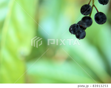 エゾユズリハの実 エゾユズリハの実 83913253