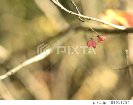 マユミの実 マユミの実 83913254