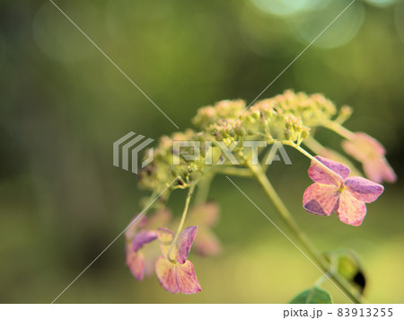 ヤマアジサイ 83913255