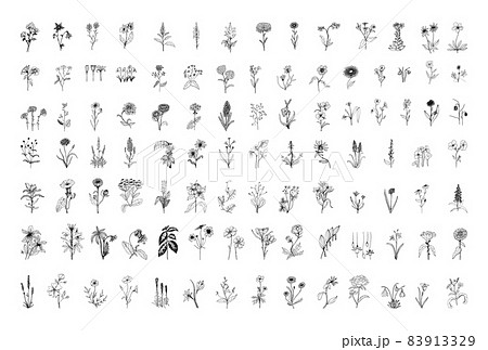 Flowers Illustrations in Art Ink Style 83913329