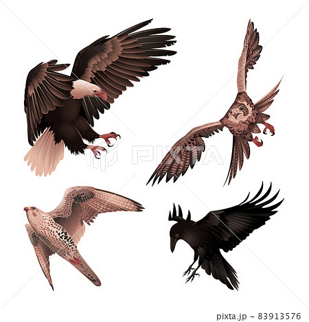 Birds of Prey Illustrations 83913576