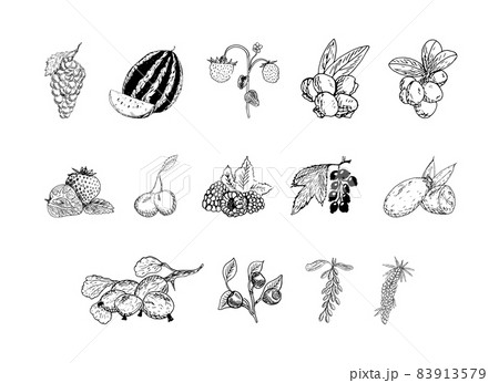 Illustrations of Berries in Art Ink Style 83913579