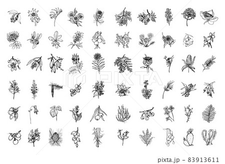Australia Plants in Art Ink Style Australia Plants in Art Ink Style 83913611