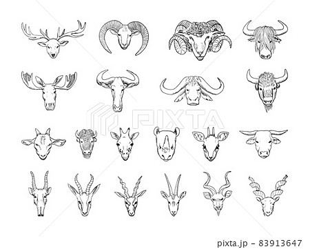 Animal Heads with Horns Illustrations in Art Ink Style 83913647