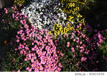 小菊の花 小菊の花 83915030