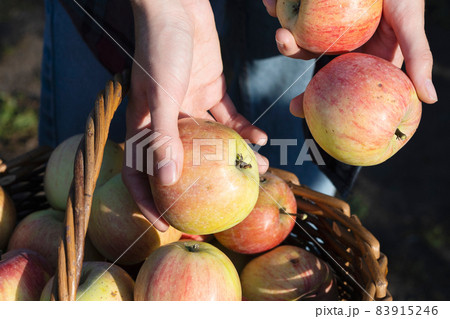 girl holds  basket  with juicy apples in the garden 83915246