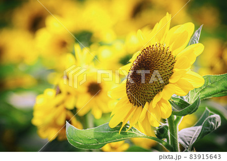 close up Sunflower natural background, Sunflower blooming. field of blooming sunflowers. close up Sunflower natural background, Sunflower blooming. field of blooming sunflowers. 83915643