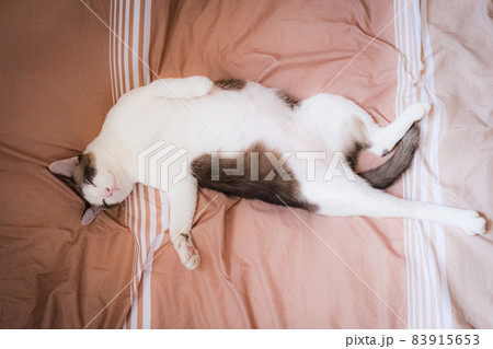 Thai adorable cat in brown and white tone lay down on bed. Look like lazy pretty pet feline. Thai adorable cat in brown and white tone lay down on bed. Look like lazy pretty pet feline. 83915653