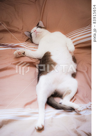 Thai adorable cat in brown and white tone lay down on bed. Look like lazy pretty pet feline. Thai adorable cat in brown and white tone lay down on bed. Look like lazy pretty pet feline. 83915654