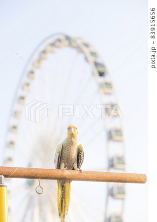 Selective focus Cockatiel Nymphicus hollandicus beautiful adorable bird on wooden stand. Selective focus Cockatiel Nymphicus hollandicus beautiful adorable bird on wooden stand. 83915656