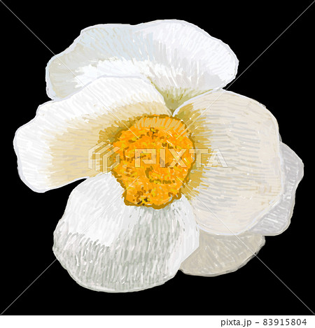 白つばき黒背景 リアルタッチ 正方形のイラスト素材