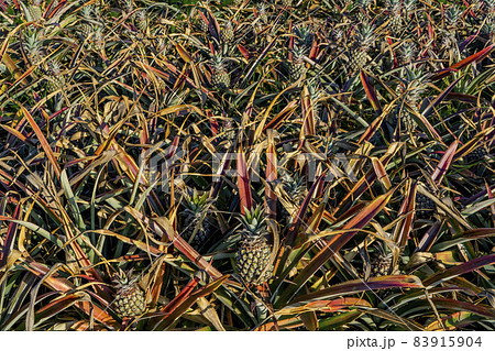 Growing pineapples on plantation field, macro close up. 83915904