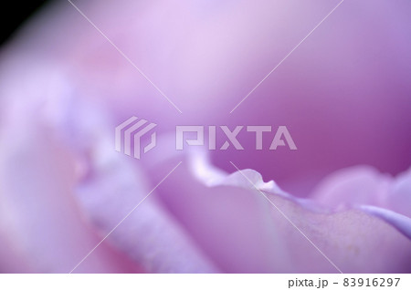 薔薇のクローズアップ 薔薇のクローズアップ 83916297
