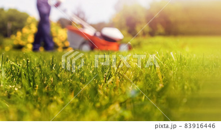 A professional gardener with a lawnmower cares for the grass in the backyard. 83916446