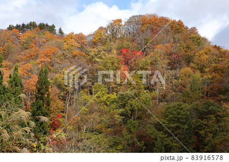 秋晴れ、里山の鮮やかな紅葉　福島県只見町 83916578