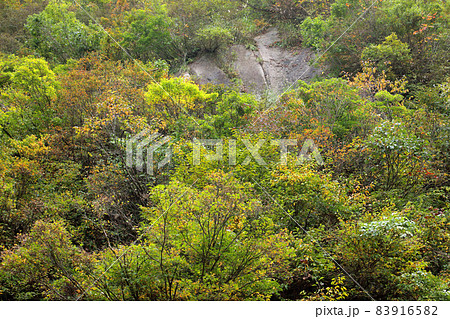 川の源流沿いの側壁の色づきはじめた樹林が美しい　福島県只見町 83916582