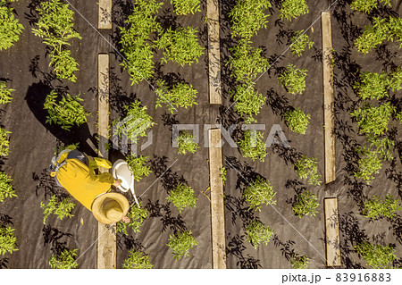 A girl in a straw hat is standing in her garden, covered in garden membrane A girl in a straw hat is standing in her garden, covered in garden membrane 83916883