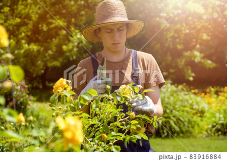 A young man is trimming a rose bush A young man is trimming a rose bush 83916884