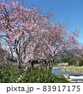 枝垂れ桜 83917175
