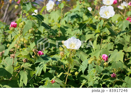 スイフヨウの花 スイフヨウの花 83917246