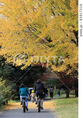 銀杏の下を自転車で走る家族 サイクリング 銀杏の下を自転車で走る家族 サイクリング 83917319