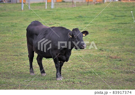 牧場の風景・和牛 83917374