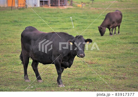 牧場の風景・和牛 83917377