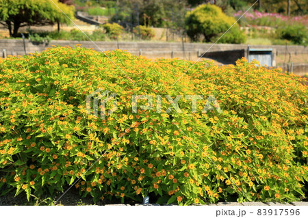 メランポジュウムの花 83917596