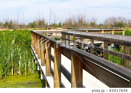 A educational boardwalk built in a marshy area A educational boardwalk built in a marshy area 83917646