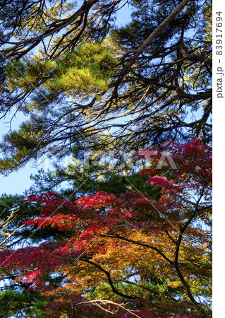 松島の瑞巌寺の紅葉 83917694