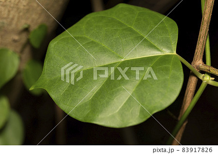 キジョラン　葉 83917826