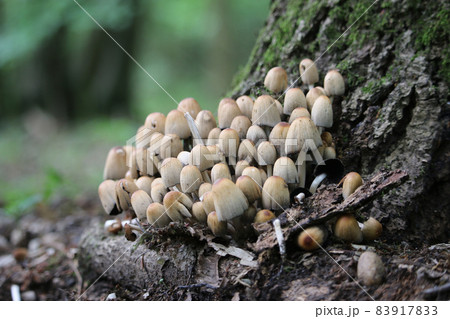 Glistening inkcap mushrooms at base of tree 83917833