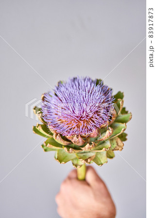 purple artichoke flower on gray background, greeting card or concept. The work of the florist at a flower shop. Fresh cut flower. purple artichoke flower on gray background, greeting card or concept. The work of the florist at a flower shop. Fresh cut flower. 83917873