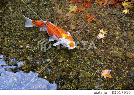 秋の寂光院　池の錦鯉　京都市大原 83917910