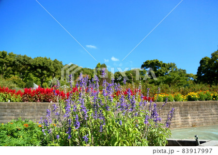 サルビア ファリナセアの花 サルビア ファリナセアの花 83917997