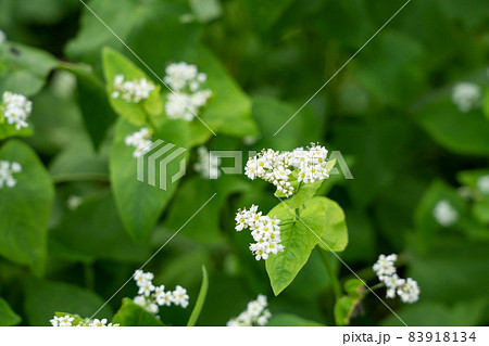 白い蕎麦の花 そばの花 (9月) 白い蕎麦の花 そばの花 (9月) 83918134