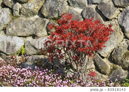 石垣と紅葉 石垣と紅葉 83918143