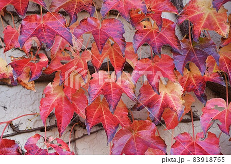 ツタの紅葉 83918765