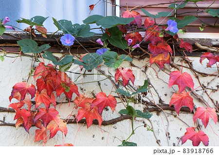 ツタの紅葉 ツタの紅葉 83918766