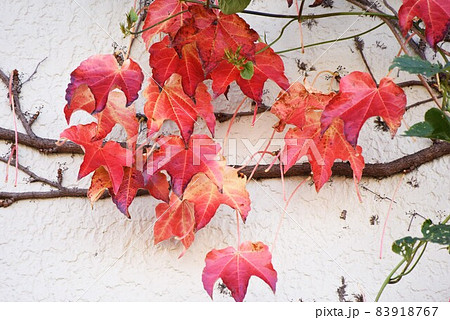 ツタの紅葉の写真素材 [83918767] - PIXTA