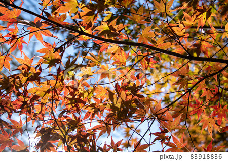 色とりどりの紅葉 色とりどりの紅葉 83918836