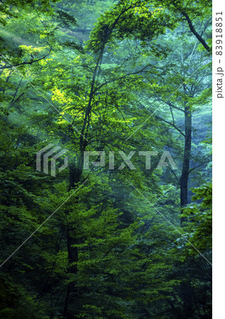 木々の隙間から朝日が差し込み始めた軽井沢白糸の滝への山道 木々の隙間から朝日が差し込み始めた軽井沢白糸の滝への山道 83918851