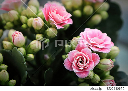 Macro photo od delicate pink kalanchoe flowers Macro photo od delicate pink kalanchoe flowers 83918962