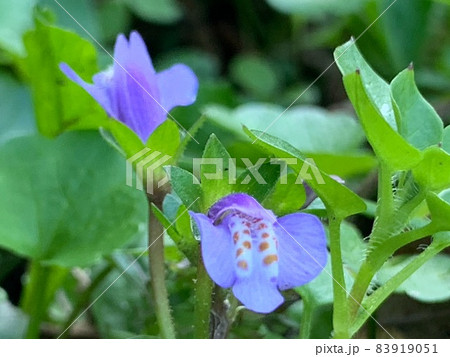 カキドオシの花 カキドオシの花 83919051