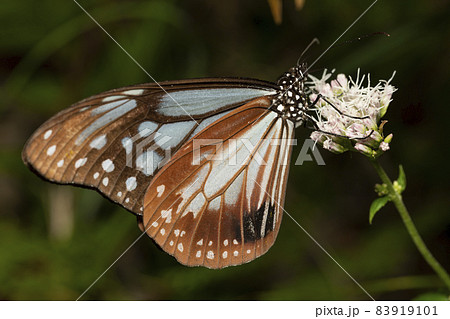 アサギマダラ 83919101